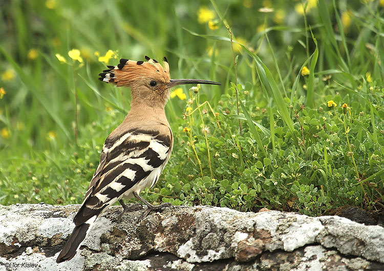 Hoopoe  Upupa epops  Susita,Golan 11-03-11  Lior Kislev